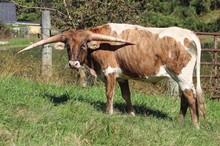 19-15 Steer