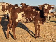 HR ROSEBUD X REBEL HR - TAG 1830