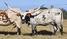 RJF HEAVENLY GLORY 218