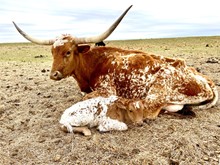 Henrietta Bull Calf