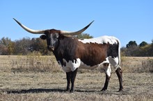 TS Lone Star Diamond