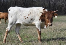 #2461 RJF Rio Net Worth x Rebel HR