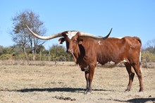 ECR TEXAS HUNTING
