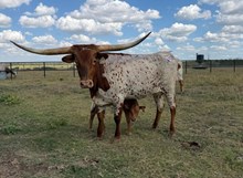 HR REBS ROSE 🇺🇸