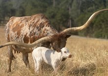 6/6/25 IRON TROPHY H