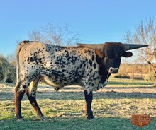 4C STAGECOACH SHOTGUN