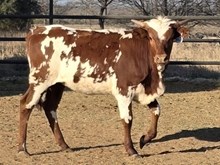 HR ROSEBUD X REBEL HR - TAG 1830