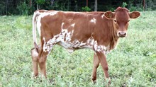 Heifer - BL BLOSSOM