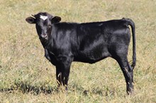 CHARCOAL DUST X REBEL HR 