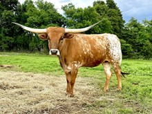 CTH MIDNIGHT ROCKETTE