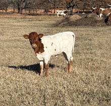 #2461 RJF Rio Net Worth x Rebel HR