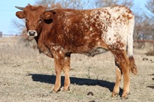 RM Midnight Cheyenne Heifer Calf