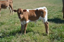 UNREGISTERED CALF