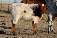 Sittin Darlin 2022 bull calf