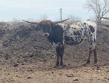 11R Texas Rockette